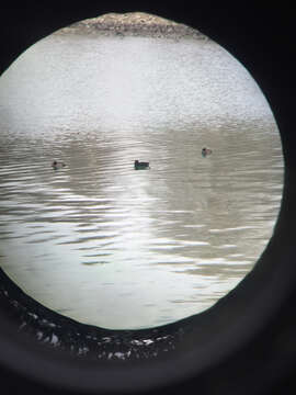 Image of American Scoter