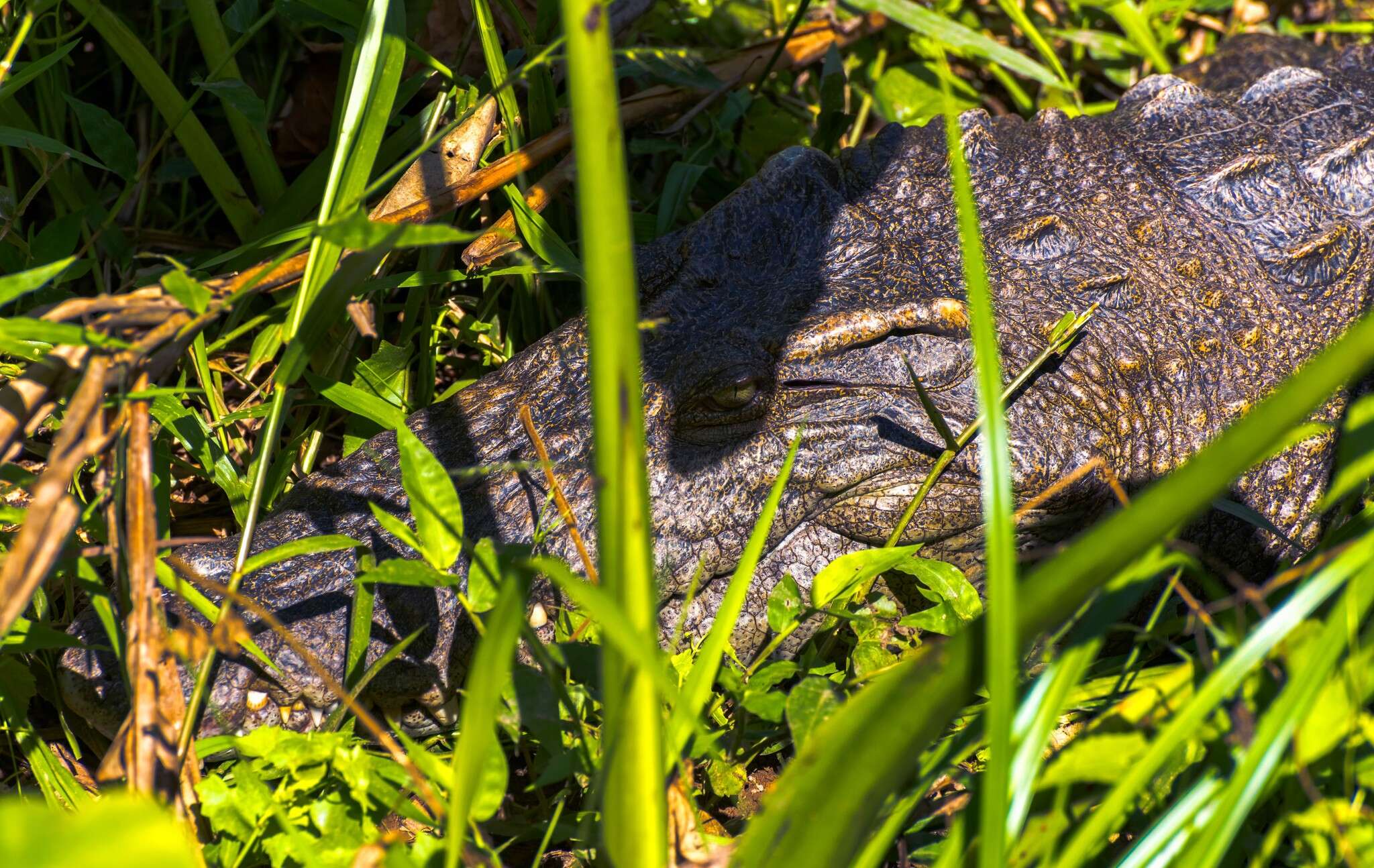 Image of Siamese Crocodile