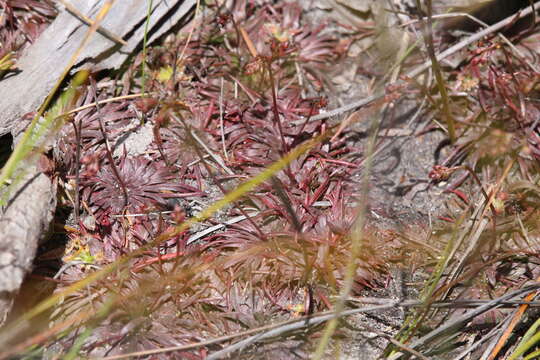 Stylidium caespitosum R. Br. resmi