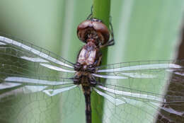 Слика од Macrothemis musiva Calvert 1898