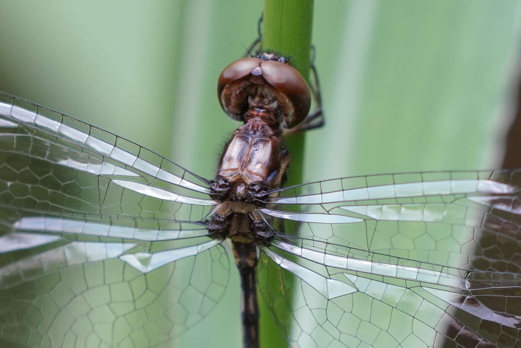 Слика од Macrothemis musiva Calvert 1898