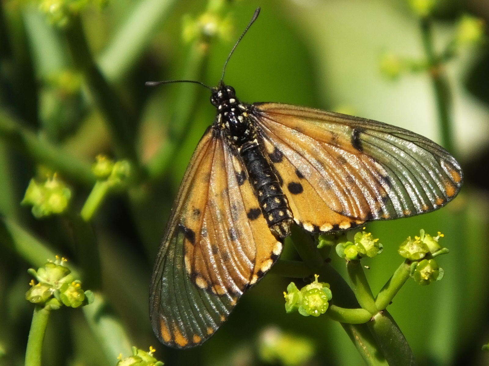 Image of Acraea horta Linnaeus 1764