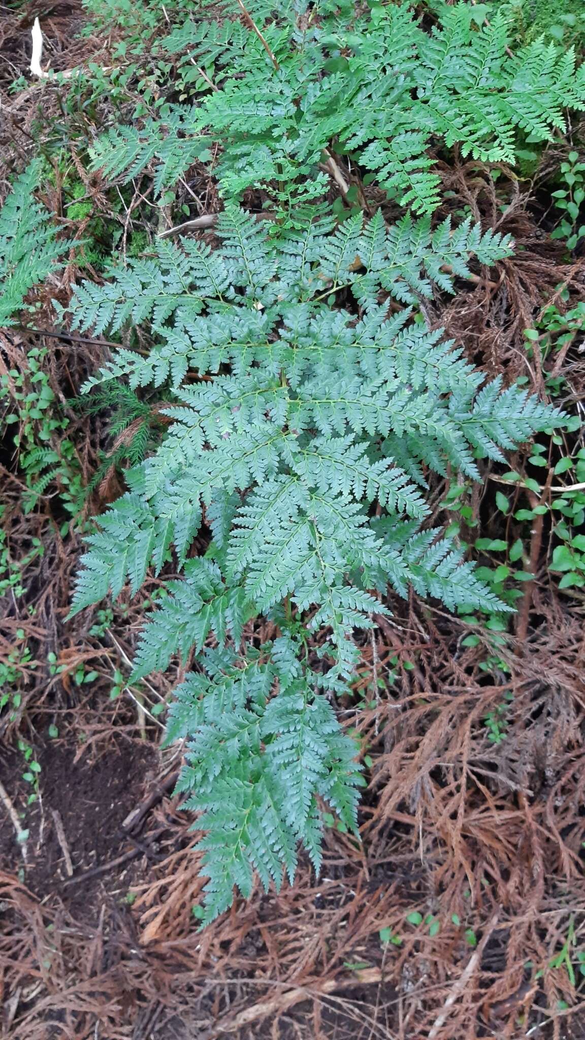 Image of Dryopteris intermedia subsp. azorica (Christ) Jermy