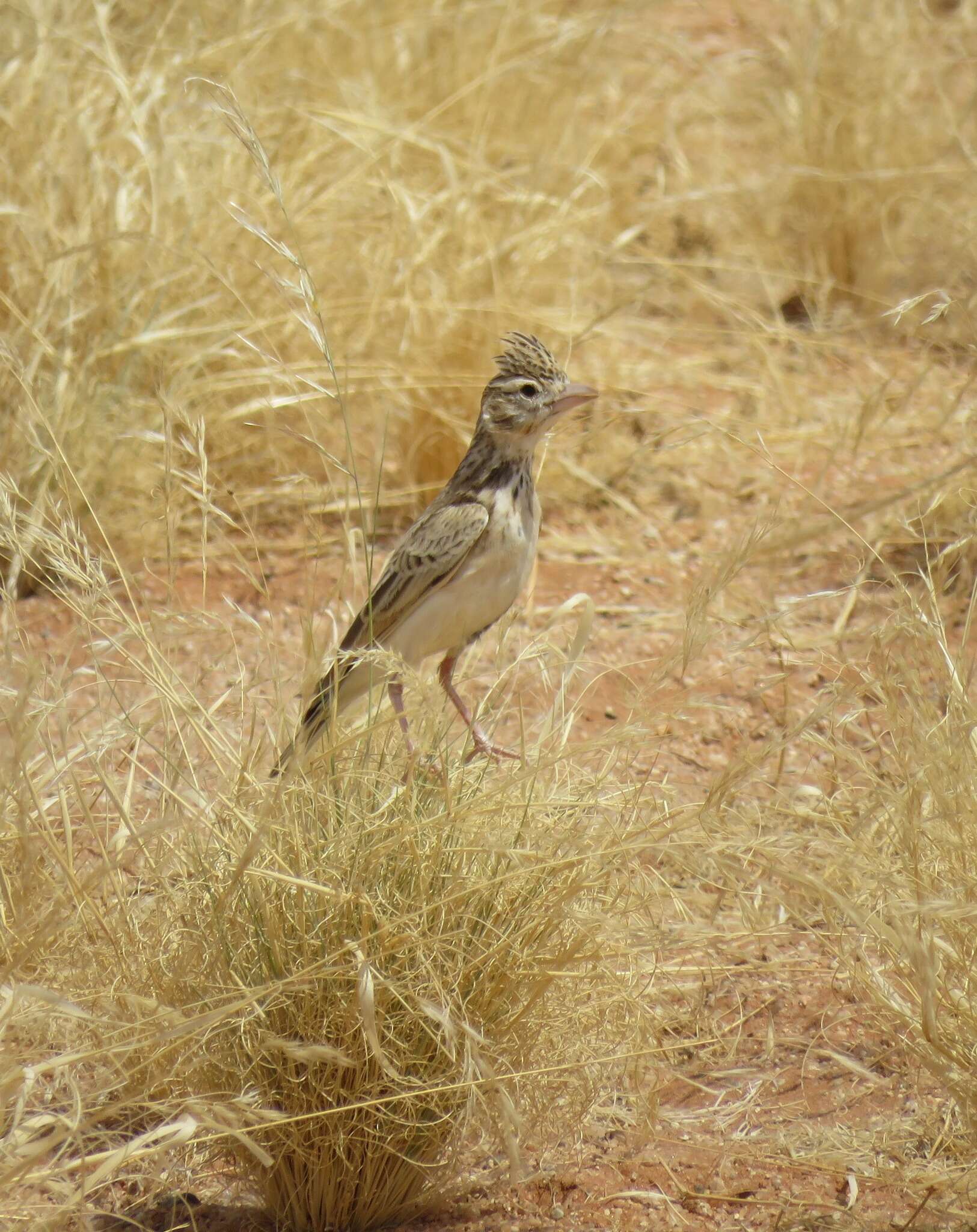 Image of Stark's Lark