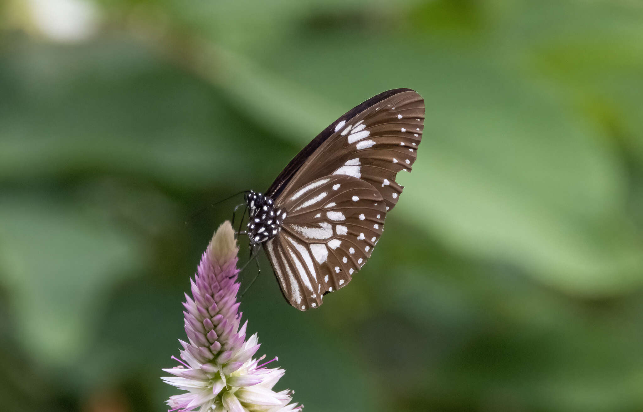 Euploea hewitsonii Felder & Felder 1865的图像