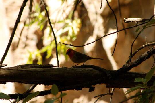 Image of Red-headed Tanager