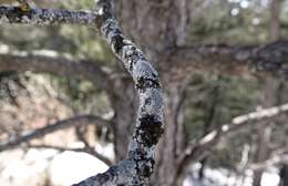 Image of rosette lichen