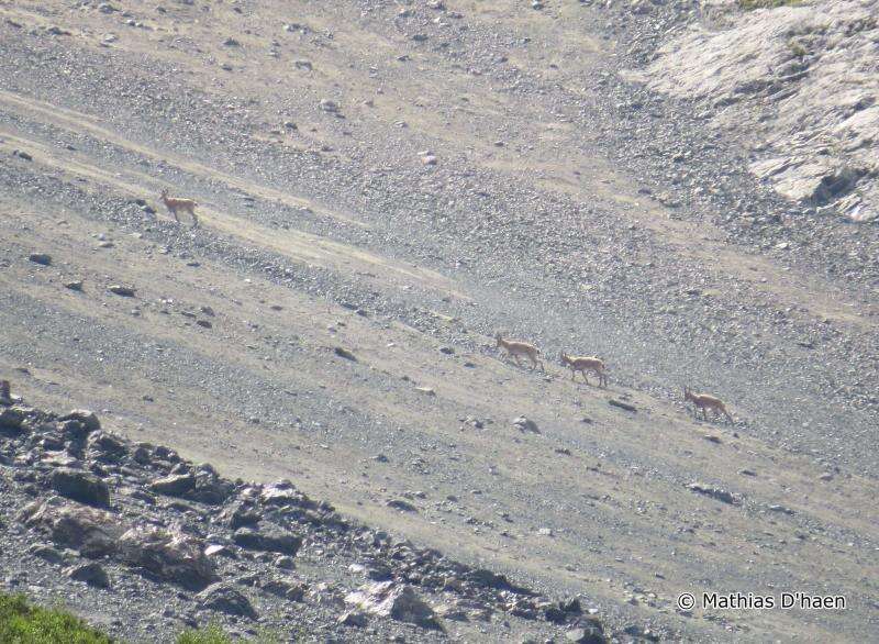 Image of Asiatic Ibex