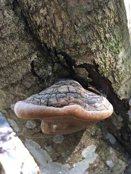 Image of Phellinus igniarius (L.) Quél. 1886