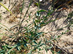 Image of Asparagus undulatus (L. fil.) Thunb.