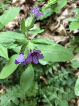 Image of Pulmonaria obscura Dumort.