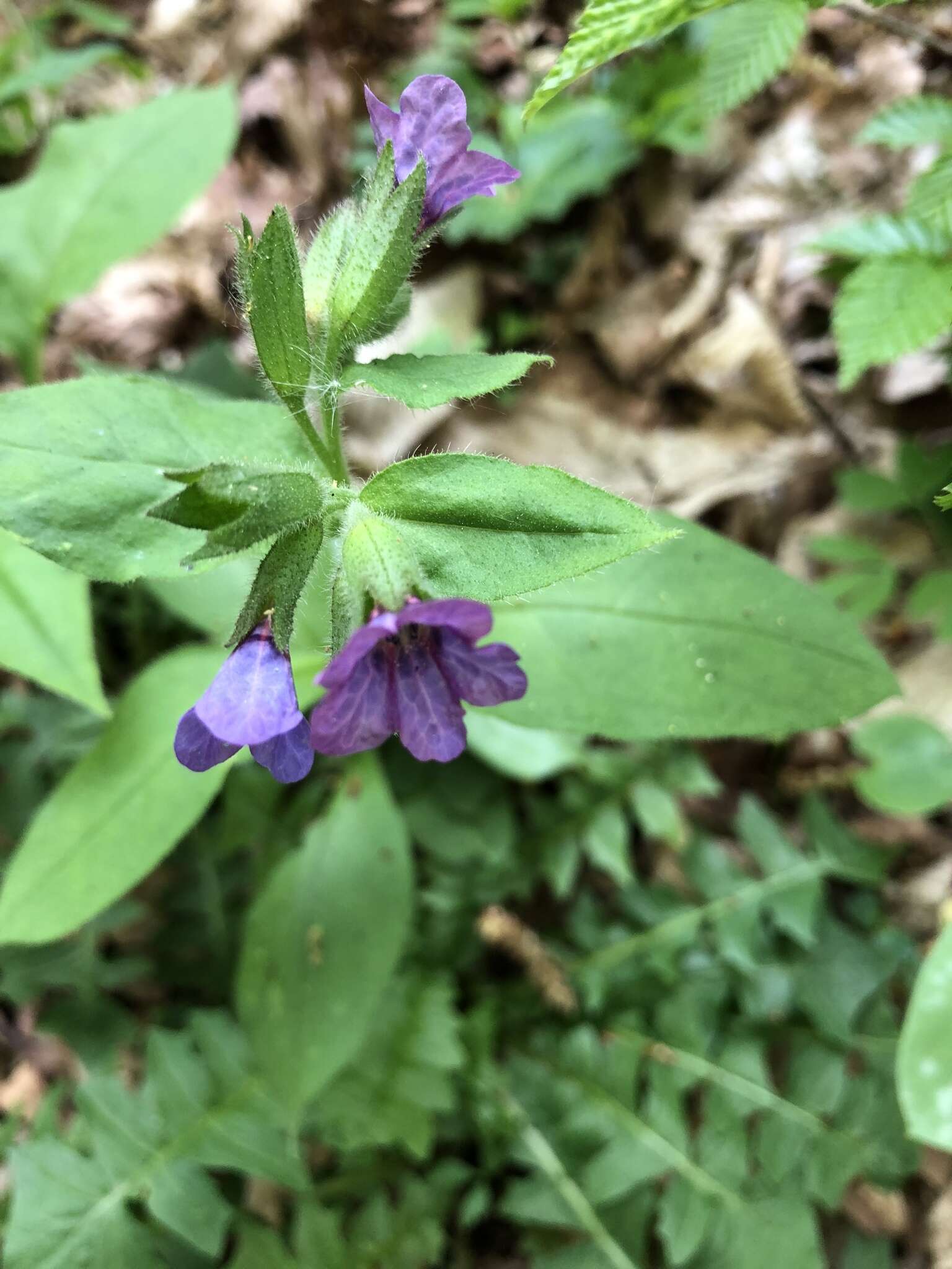 Plancia ëd Pulmonaria obscura Dumort.