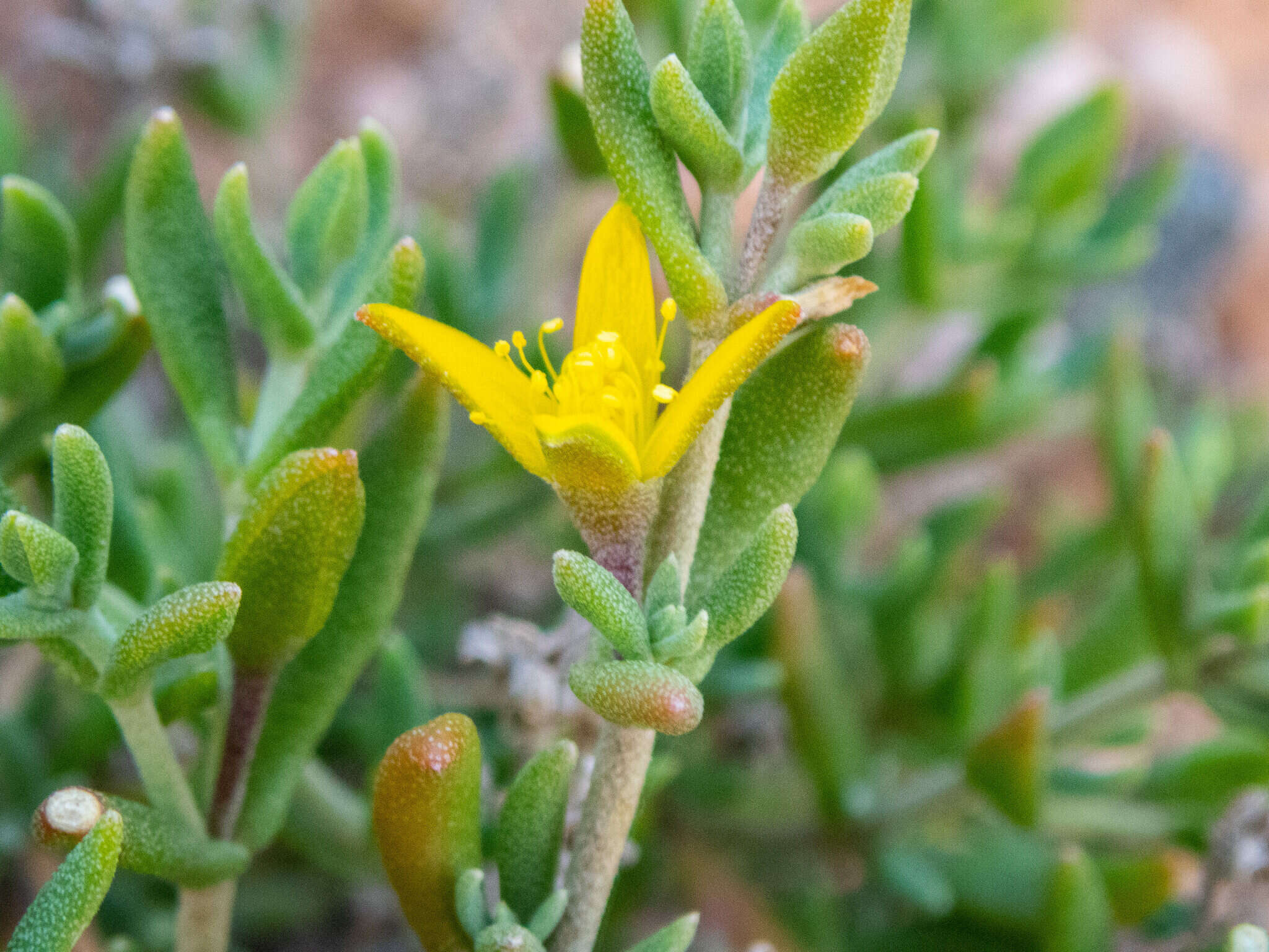 Sivun Gunniopsis calcarea R. J. Chinnock kuva