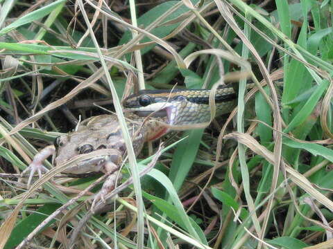 Слика од Lygophis lineatus (Linnaeus 1758)