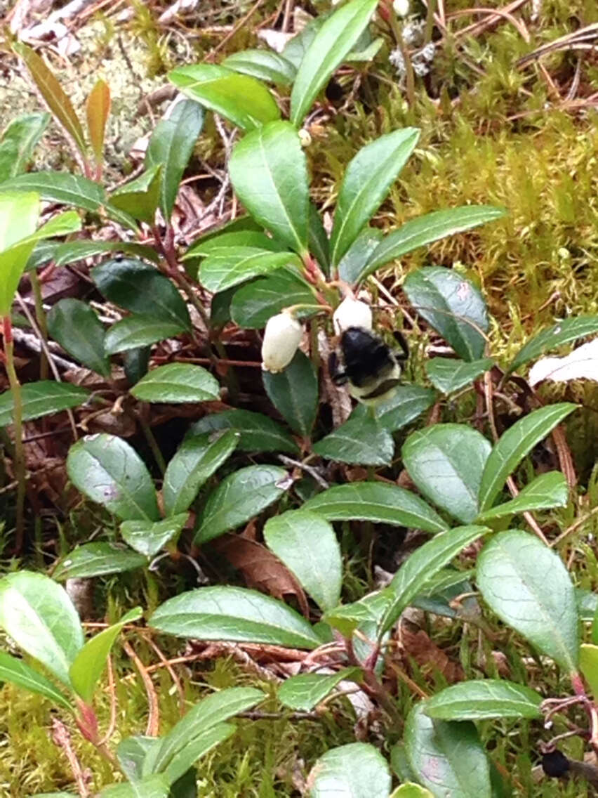 صورة Bombus bimaculatus Cresson 1864