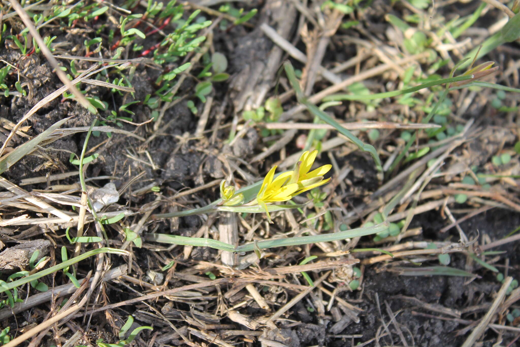 Image of Gagea pusilla (F. W. Schmidt) Sweet