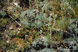 Image of Artemisia pedemontana subsp. assoana (Willk.) Rivas Mart.