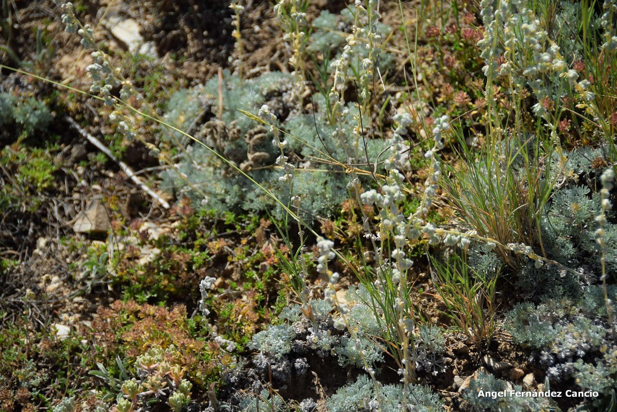 Image of Artemisia pedemontana subsp. assoana (Willk.) Rivas Mart.