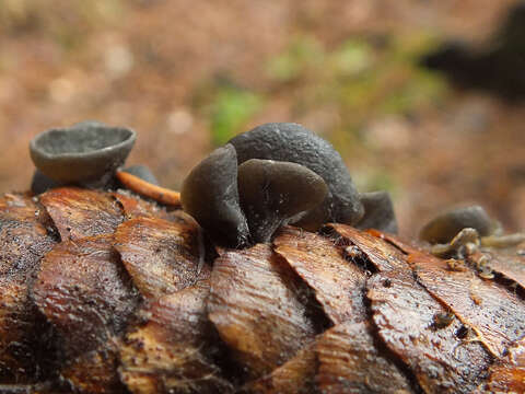 Image de Rutstroemia bulgarioides (P. Karst.) P. Karst. 1871