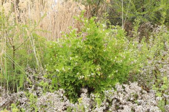 Imagem de Pelargonium ribifolium Jacq.