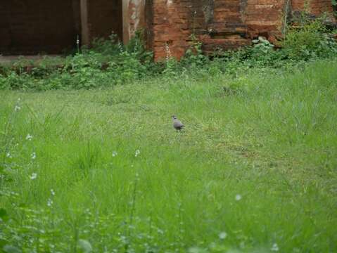 Image of Burmese Collared Dove