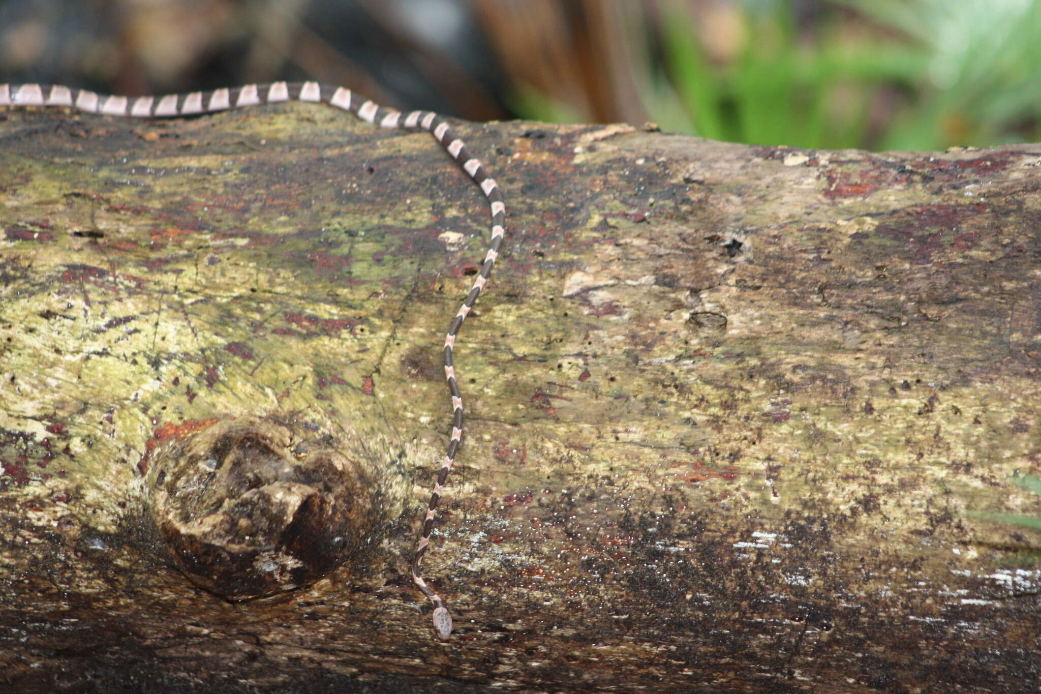 Image of Yucatán Blunthead Snake