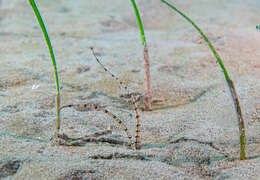 Sivun Mesochaetopterus rogeri Martin, Gil, Carreras-Carbonell & Bhaud 2008 kuva