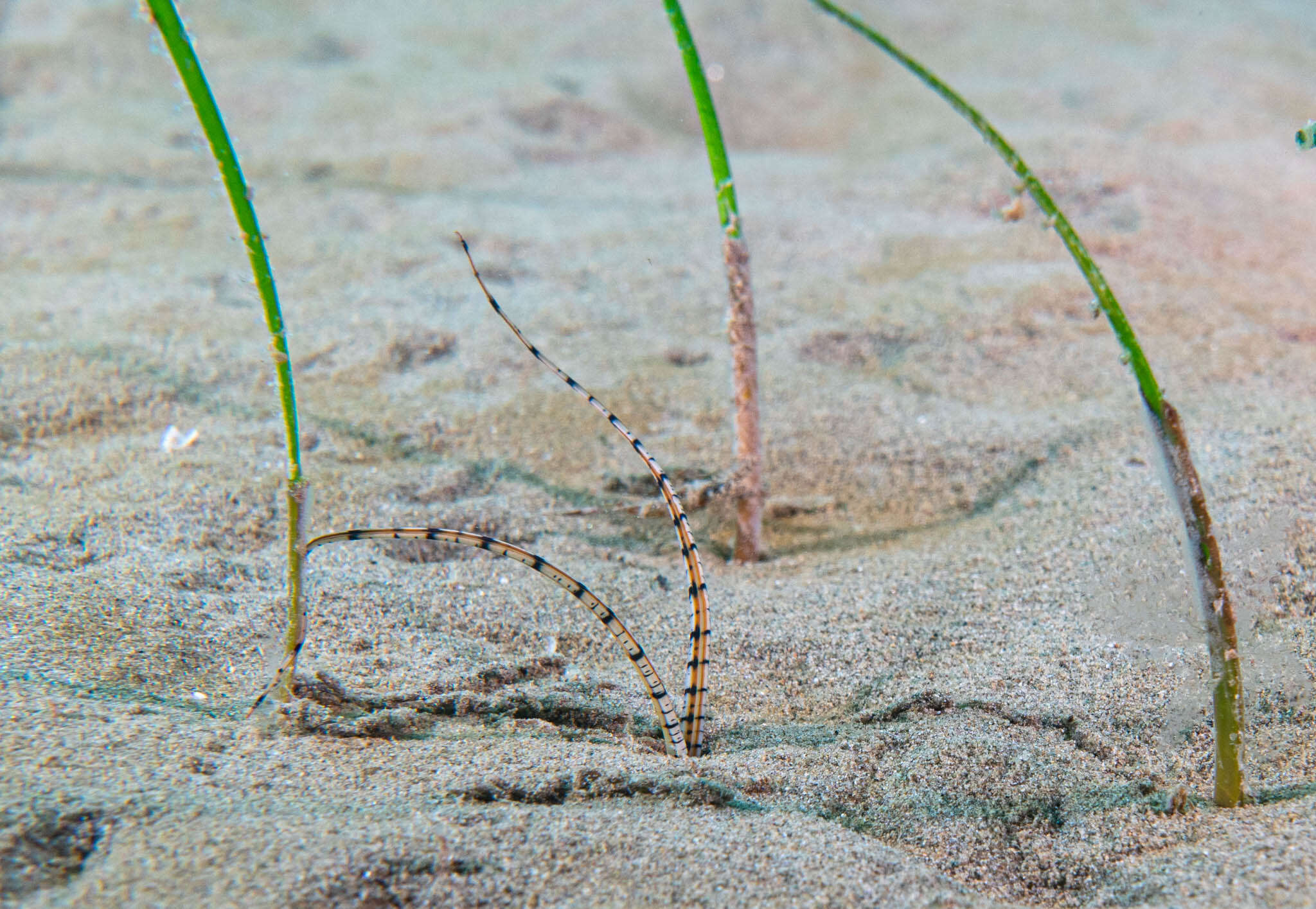 Image of Mesochaetopterus rogeri Martin, Gil, Carreras-Carbonell & Bhaud 2008