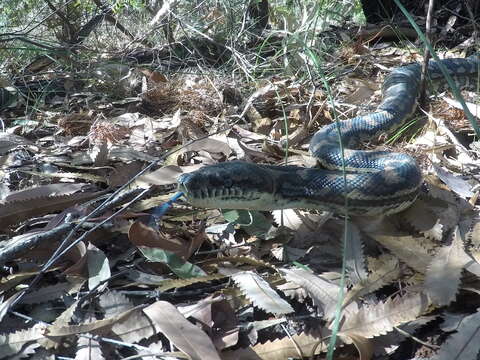 Image of Morelia spilota mcdowelli Wells & Wellington 1984