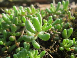 Image of White Stonecrop