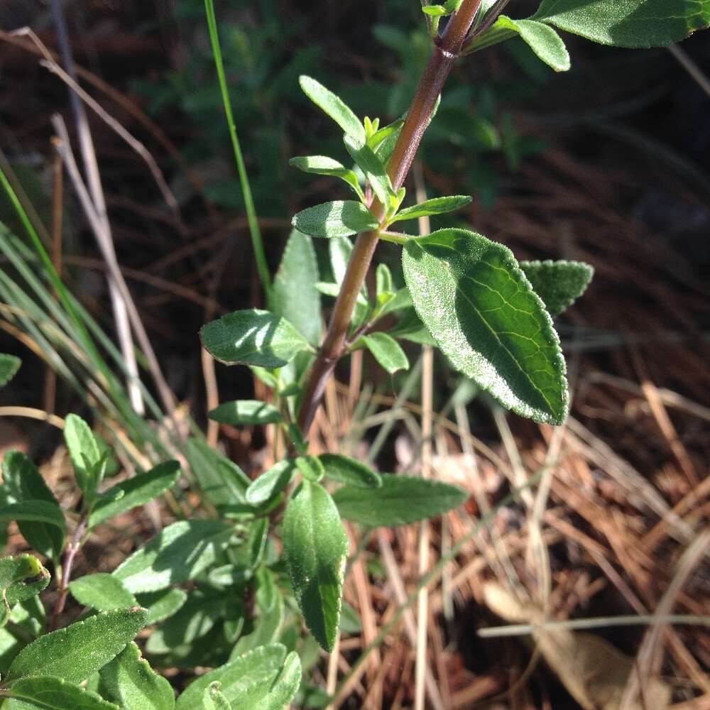 Salvia microphylla Kunth resmi