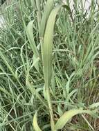 Plancia ëd Panicum amarum Elliott