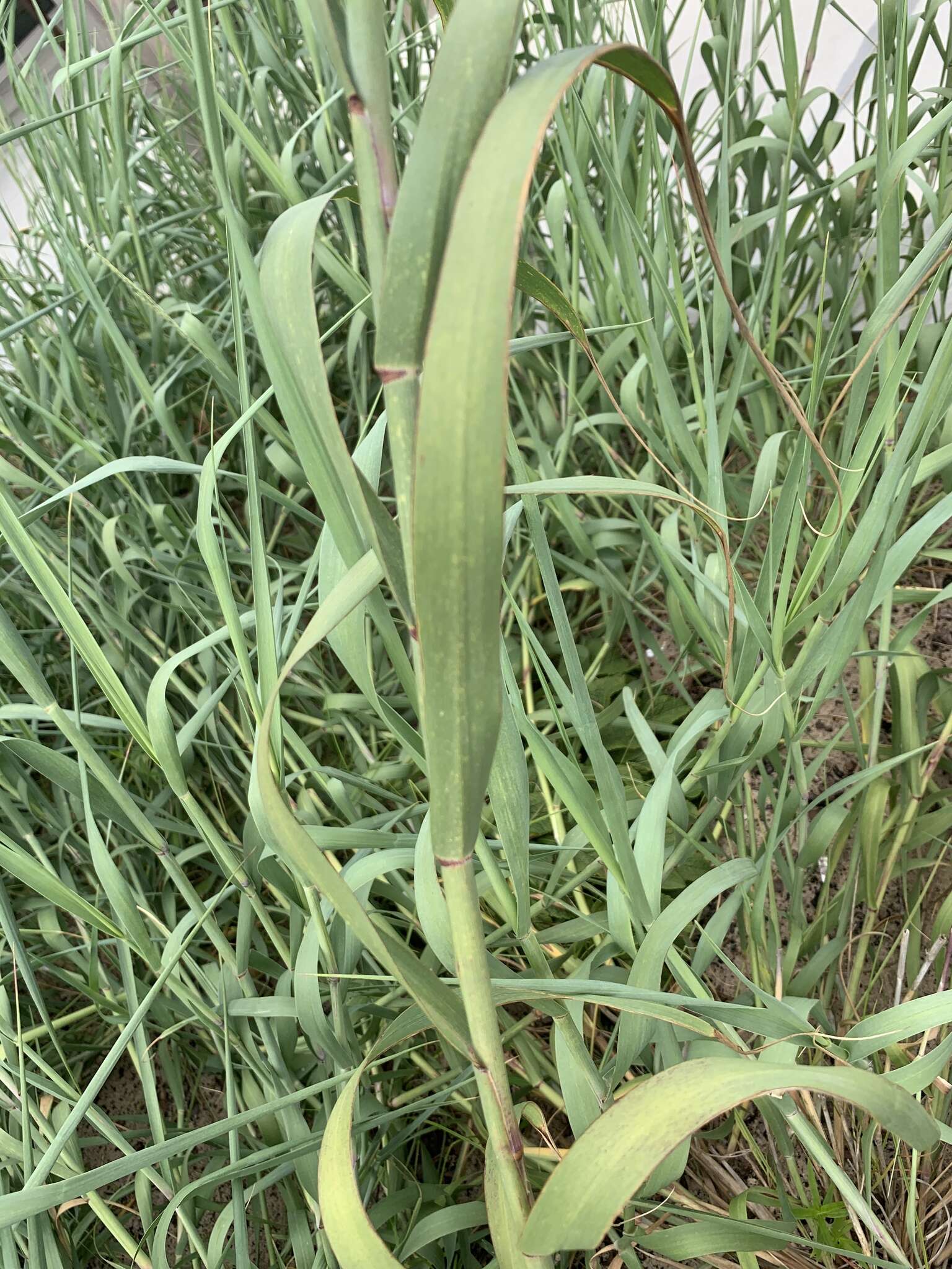 Image of bitter panicgrass