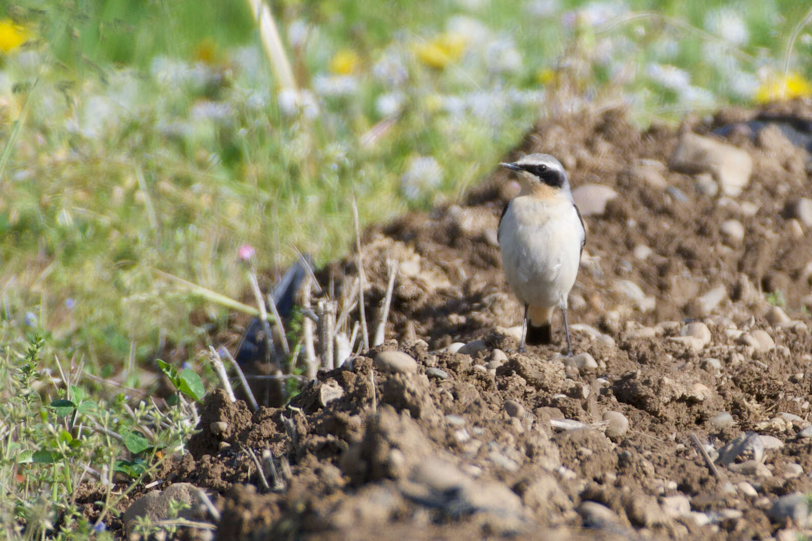 Image of Oenanthe oenanthe oenanthe (Linnaeus 1758)