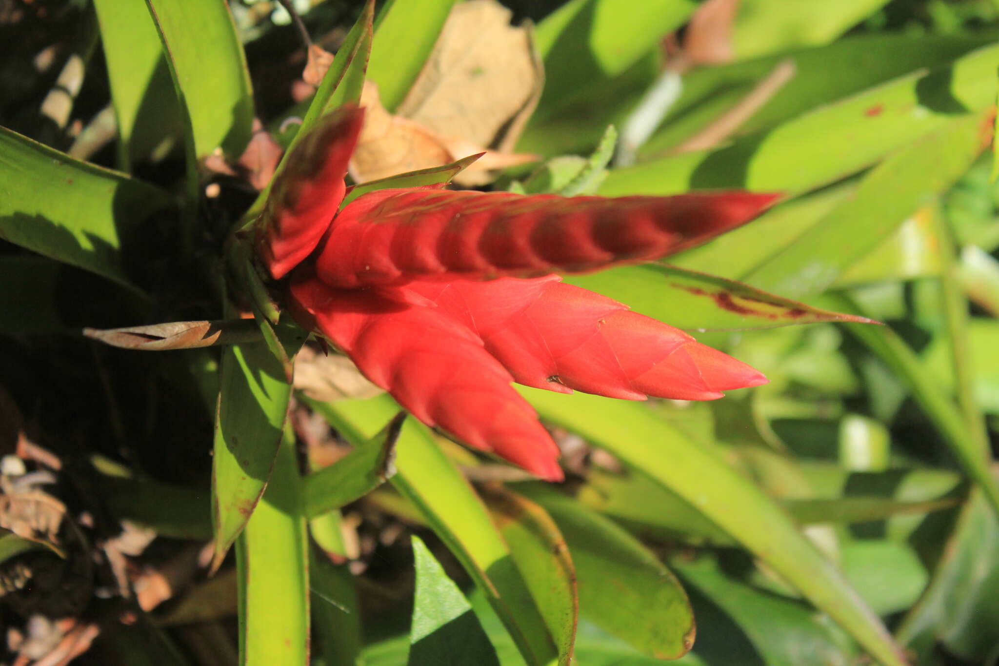 Imagem de Tillandsia romeroi var. gruberi Rauh