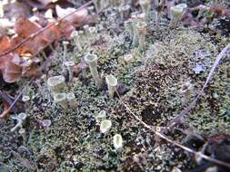 Image of cup lichen