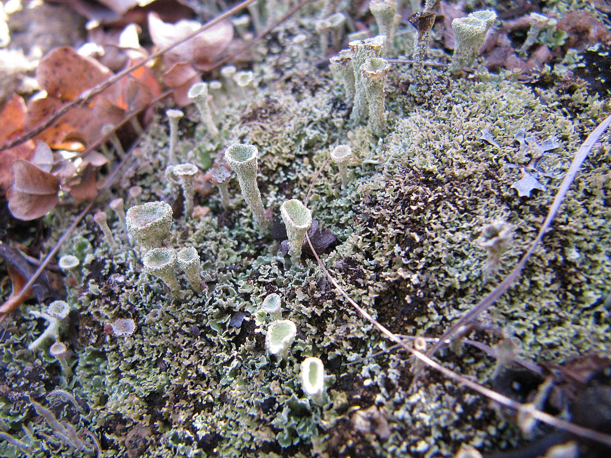 Image of cup lichen