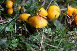 Image of Hygrocybe ceracea (Sowerby) P. Kumm. 1871