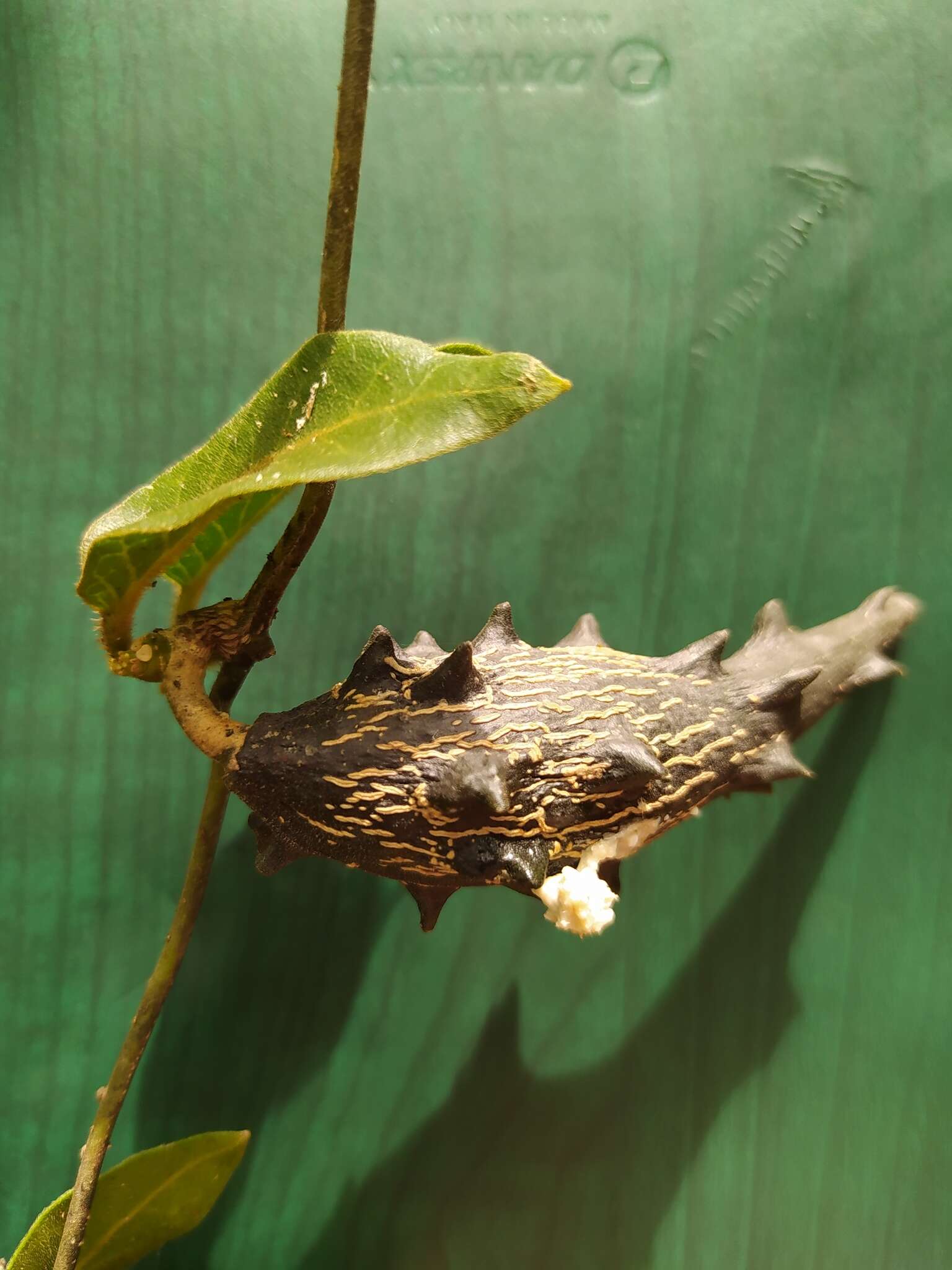 Image of Matelea campechiana (Standl.) R. E. Woodson