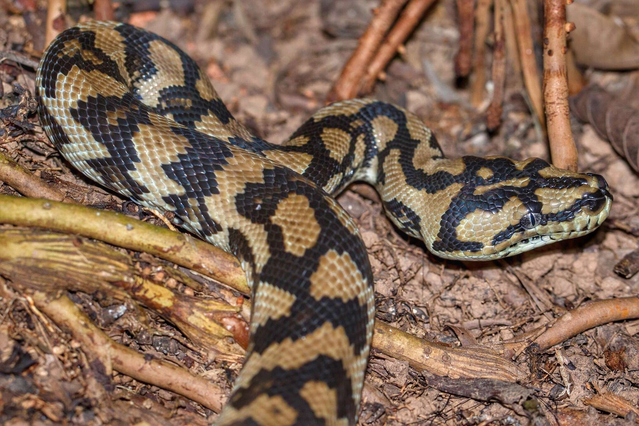 Image of Morelia spilota cheynei Wells & Wellington 1984