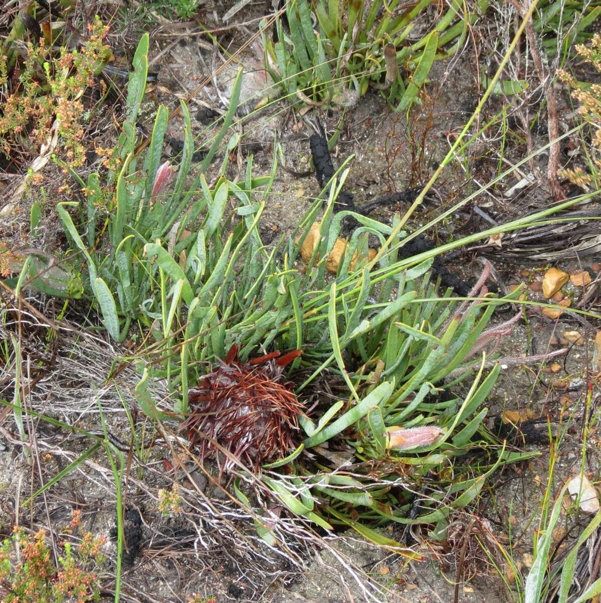 Image of Protea aspera Phillips