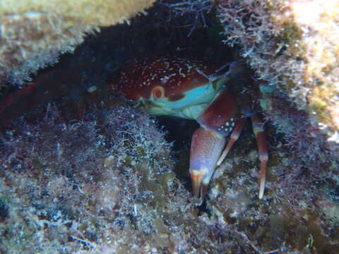 Image of batwing coral crab