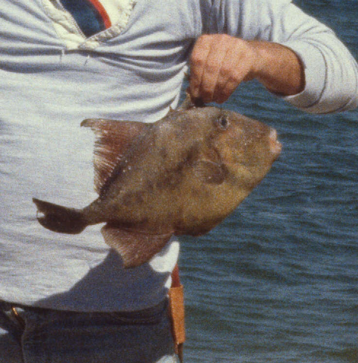 Image of Finescale Triggerfish