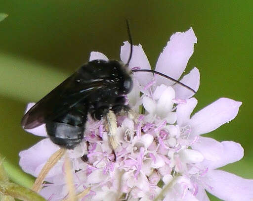 صورة Melissodes bimaculatus (Lepeletier 1825)