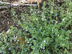 Plancia ëd Veronica serpyllifolia subsp. serpyllifolia