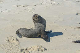 Image of Afro-Australian Fur Seal