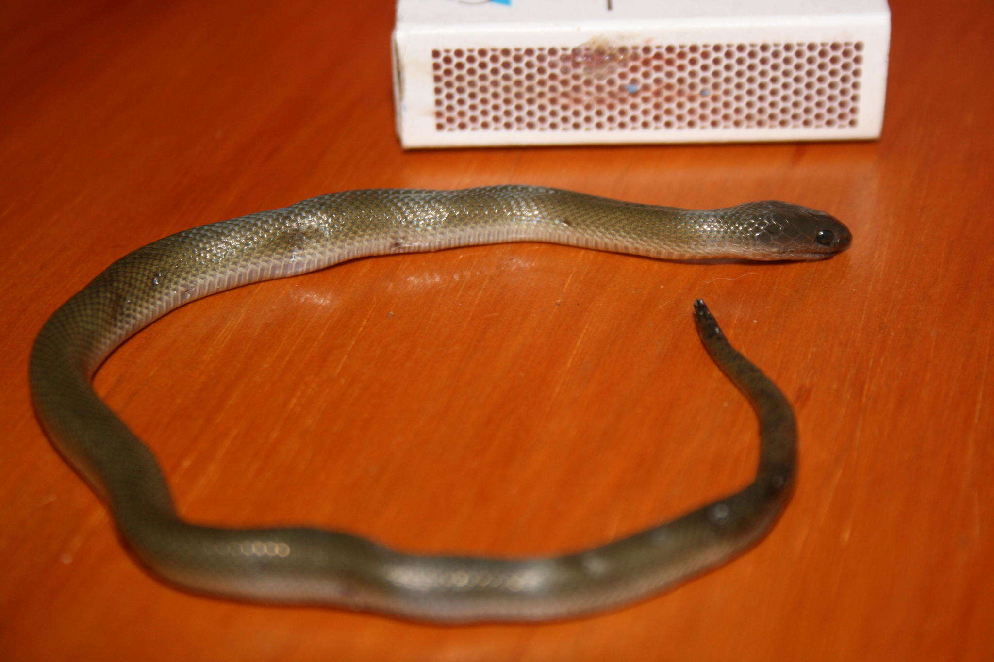 Image of Black House Snake