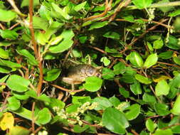 Image of Cook Strait giant weta