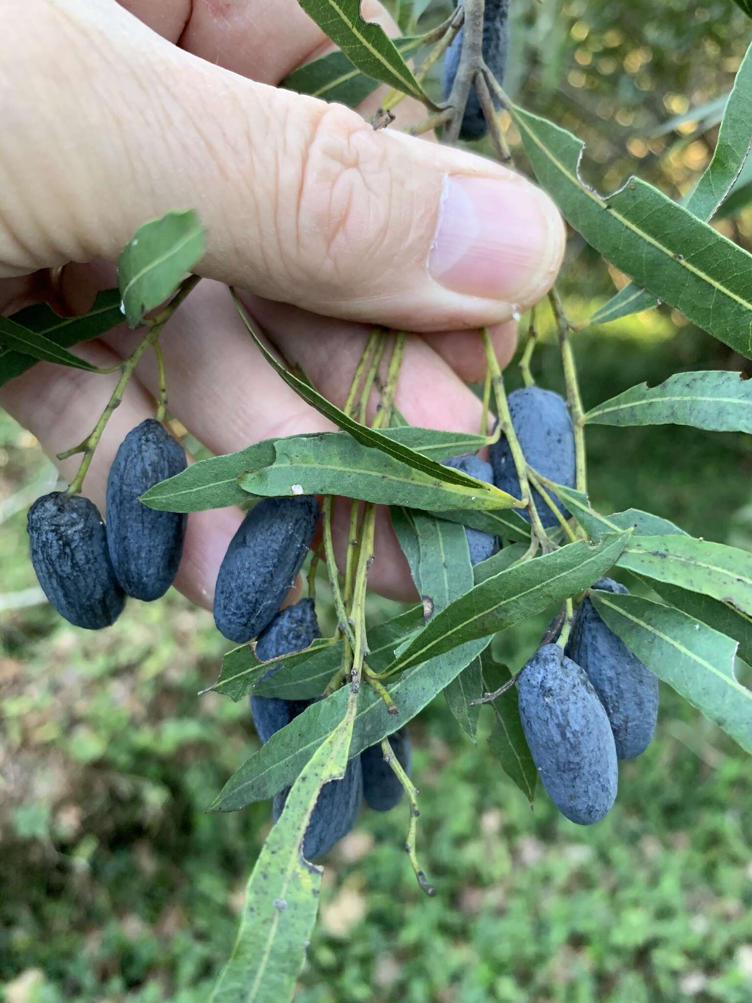 Image of Cryptocarya angustifolia E. Mey.