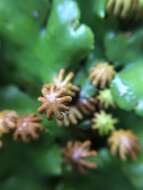 Marchantia berteroana Lehm. & Lindenb. resmi